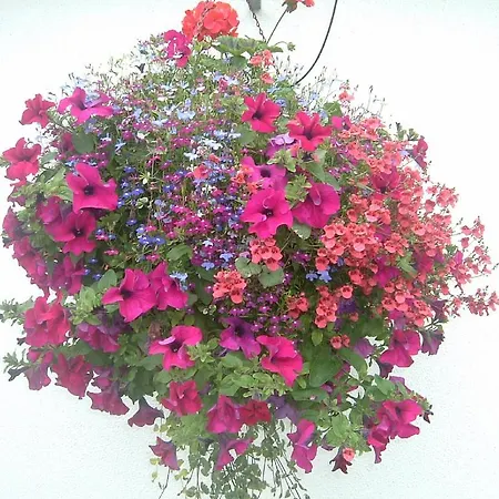 Glenderan Bed & Breakfast Westport